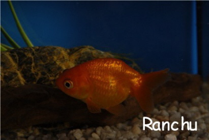 Ranchu