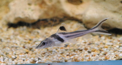 Pimelodus ornatus