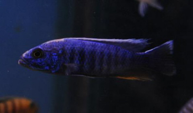 Azur-Cichlide Sciaenochromis ahli