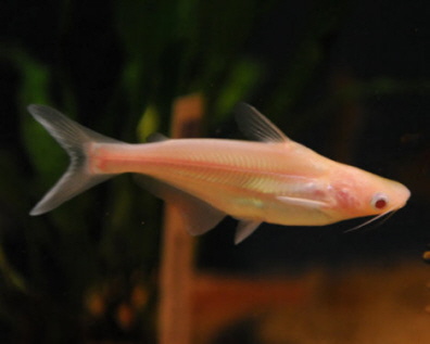 Pangasius sutchi/hypophthalmus Albino