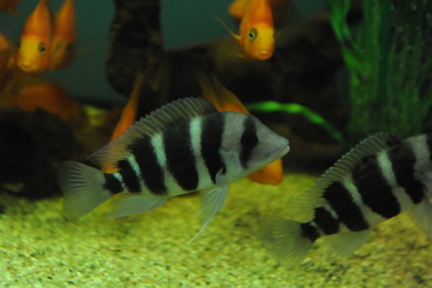 Cyphotilapia frontosa