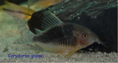 Corydoras gossei