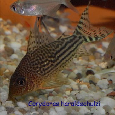 Corydoras haraldschulzi